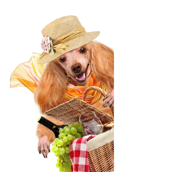 Cane con cestino da picnic — Foto Stock