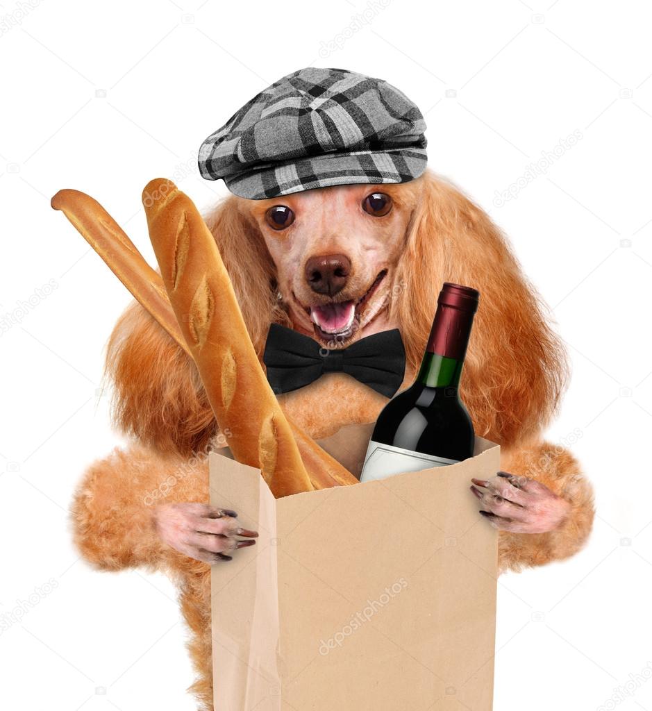 Dog with a bottle of wine on a white background