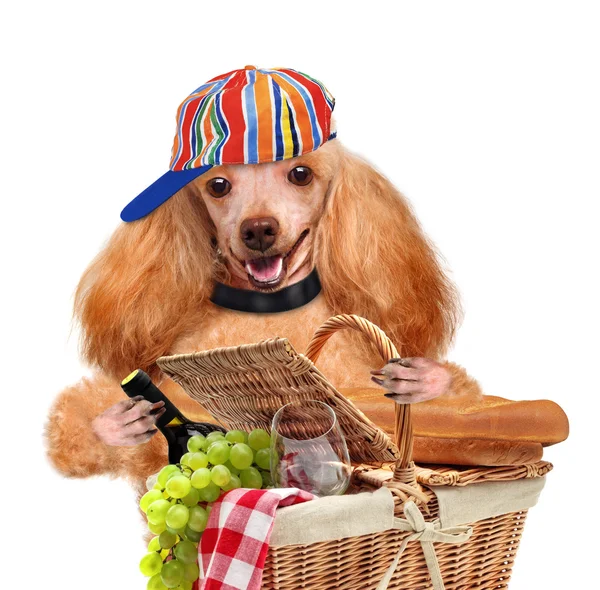 Perro con cesta de picnic —  Fotos de Stock