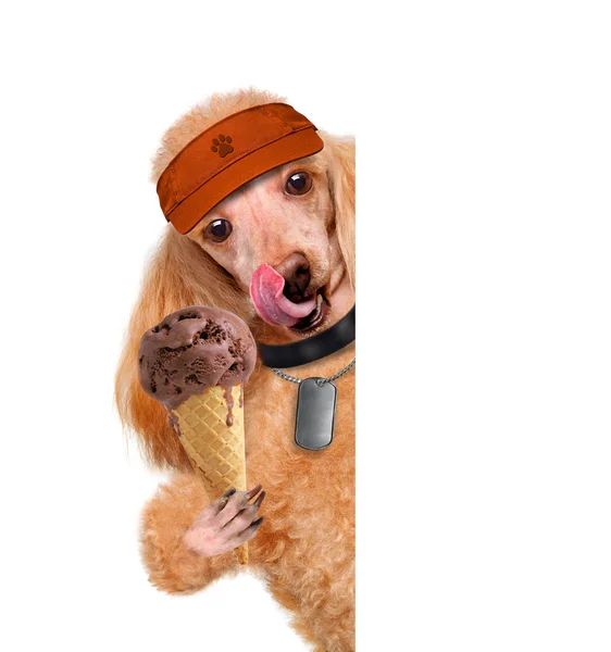 Dog with ice cream — Stock Photo, Image