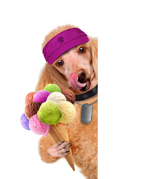 Dog with ice cream — Stok fotoğraf