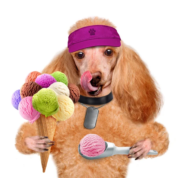 Dog with ice cream — Stock Photo, Image