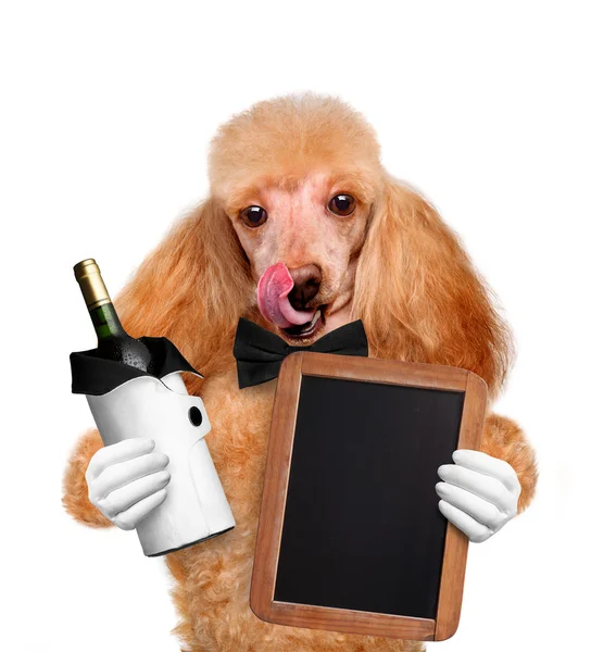 Пес с вином — стоковое фото