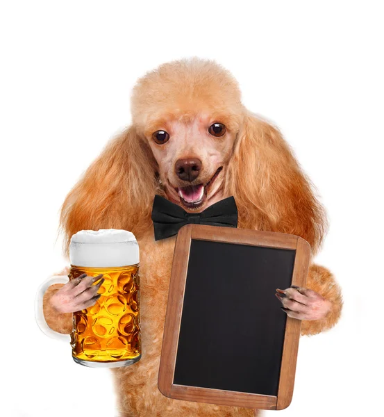 Hund med öl — Stockfoto