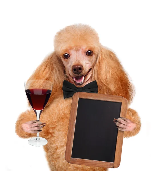 Hund med en cocktail — Stockfoto