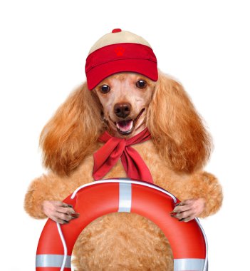 köpek kurtarıcı.