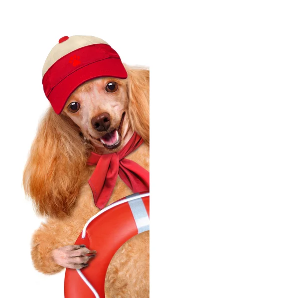 Hond redder. — Stockfoto