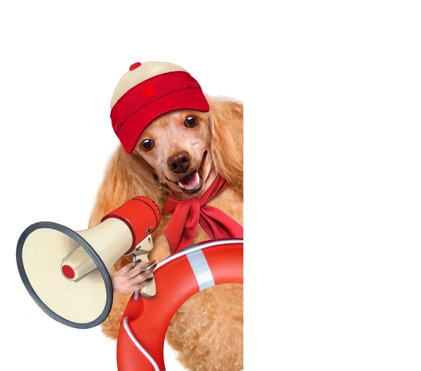 Dog with a megaphone. — Stock Photo, Image
