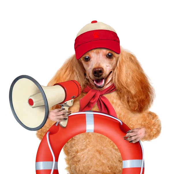 Dog with a megaphone. — Stock Photo, Image