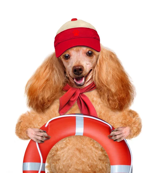 Hund räddare. — Stockfoto