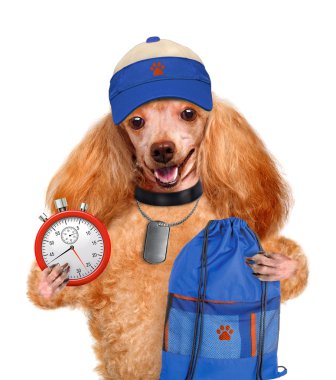 köpek. Spor.