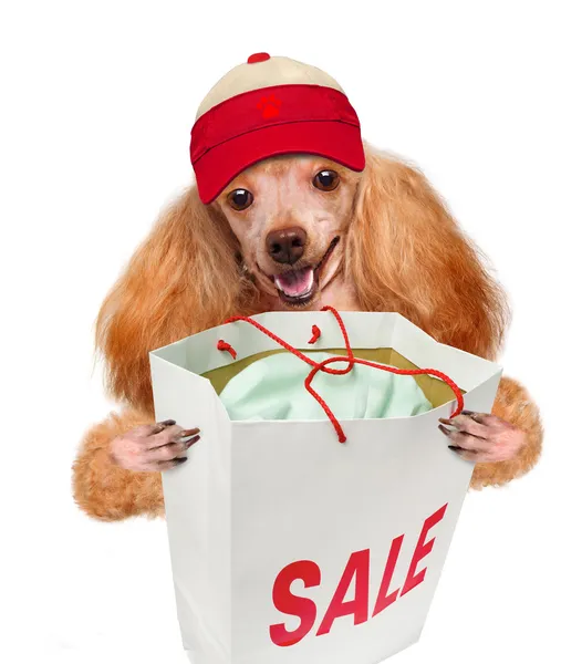 Kutya. vásárló. értékesítés. — Stock Fotó
