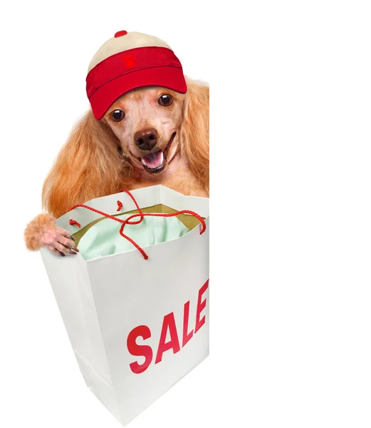 Σκυλί. αγοραστής. πωλήσεις. — Φωτογραφία Αρχείου