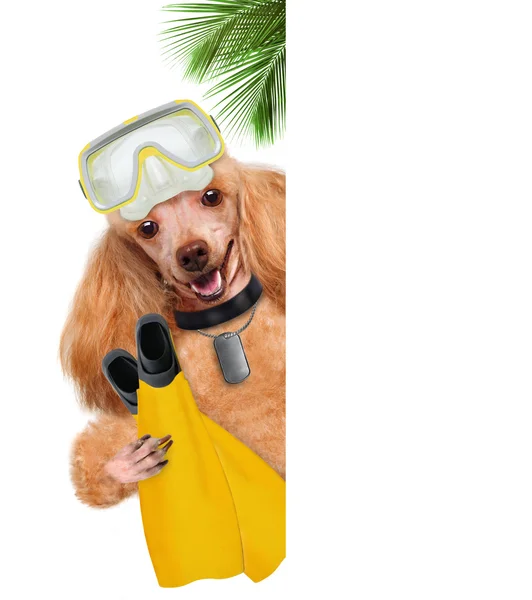 Dog diver. — Stock Photo, Image