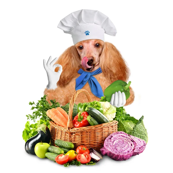 Hund kock — Stockfoto