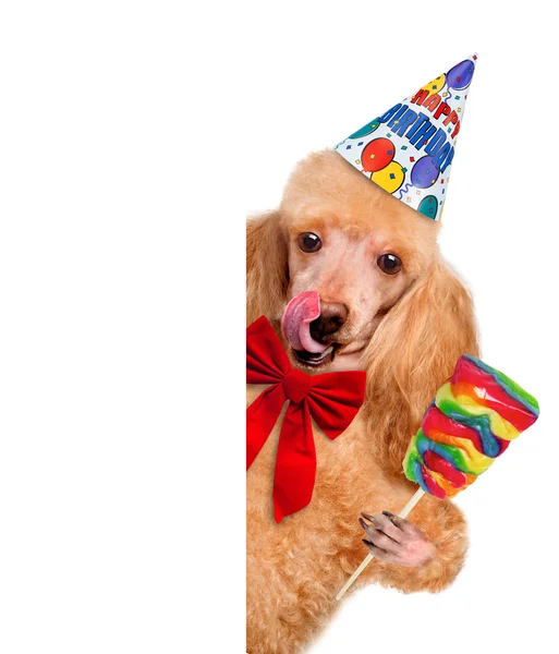 Cão de aniversário — Fotografia de Stock