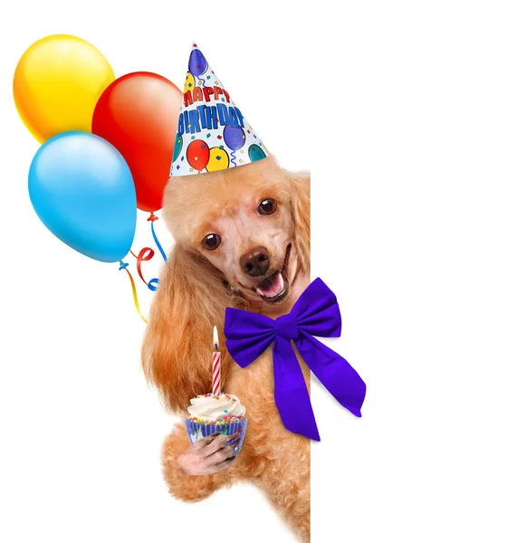 Birthday dog — Stock Photo, Image