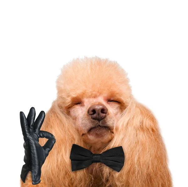 Hond geïsoleerd op wit — Stockfoto