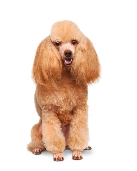 Cão isolado em branco — Fotografia de Stock