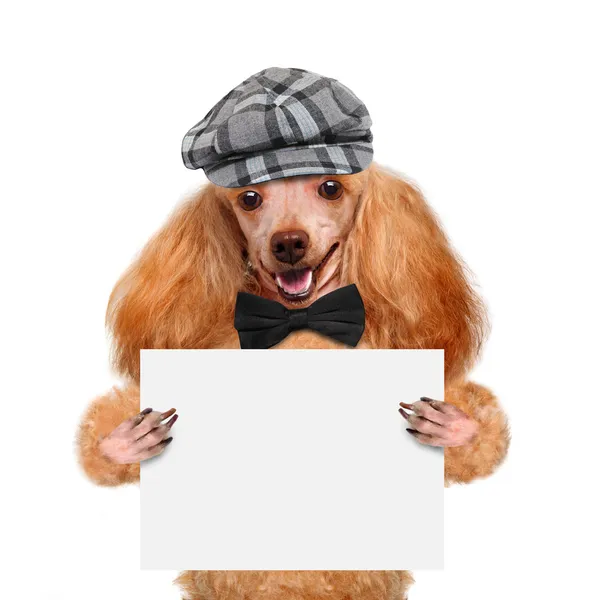 Tijdelijke aanduiding banner hond — Stockfoto