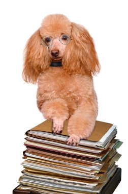 köpek kitap uzun boylu yığını arkasında