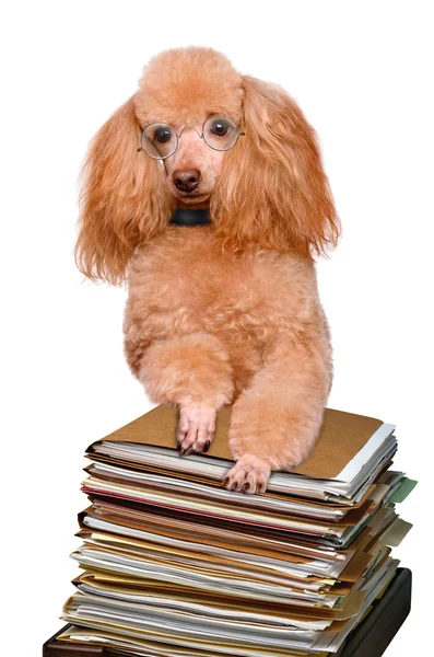 Perro detrás de una pila alta de libros — Foto de Stock