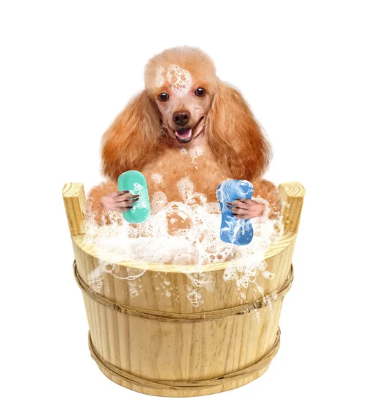 Dog washes — Stock Photo, Image