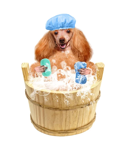 Dog washes — Stock Photo, Image