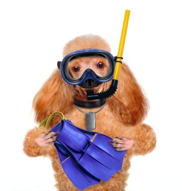 köpek dalgıç.