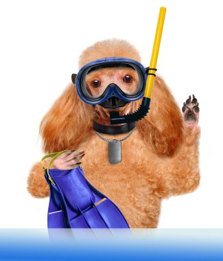 köpek dalgıç.
