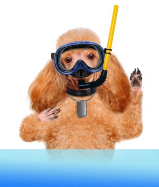 köpek dalgıç.