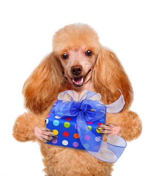 Cão com caixa de presente — Fotografia de Stock