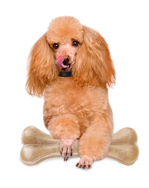Dog with a bone — Stock Photo, Image