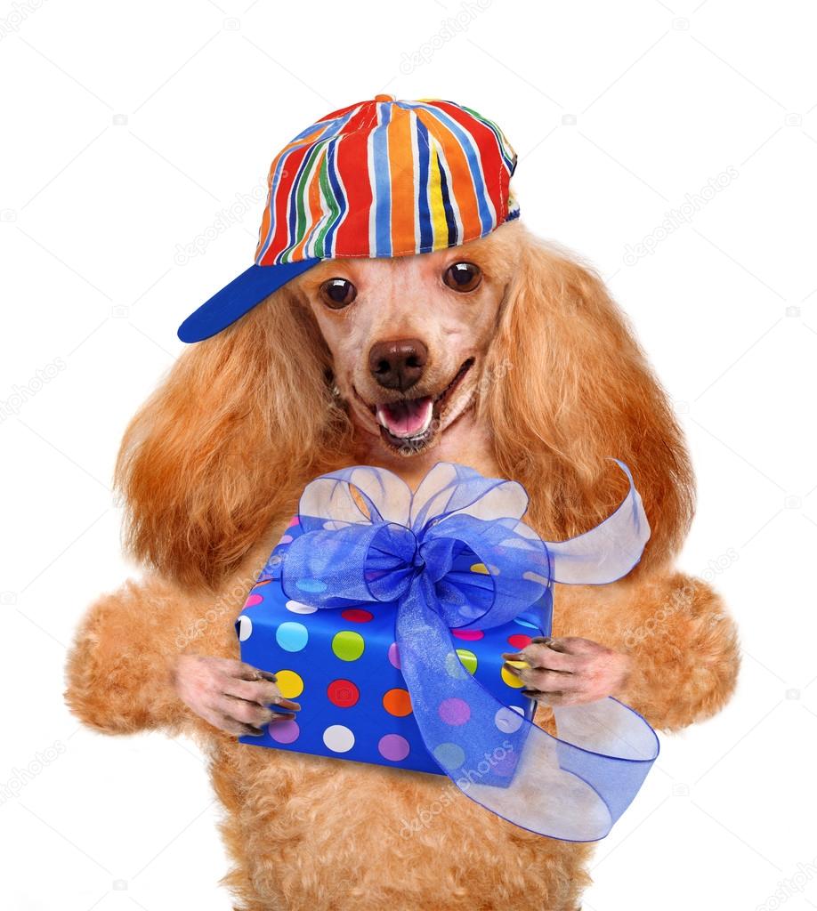 Dog with gift box