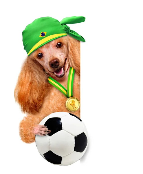 Pes hrát fotbal — Stock fotografie