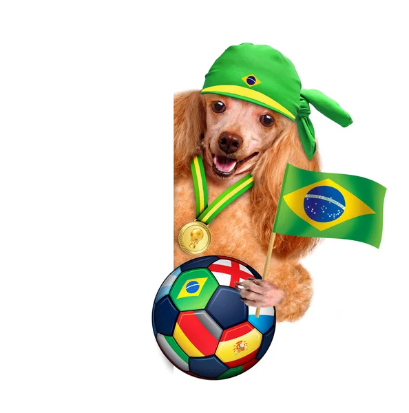 Собака гри у футбол — стокове фото