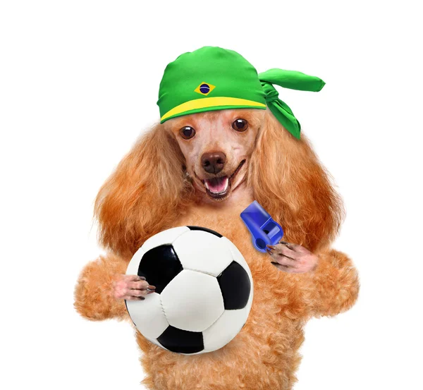 Cão jogando futebol — Fotografia de Stock