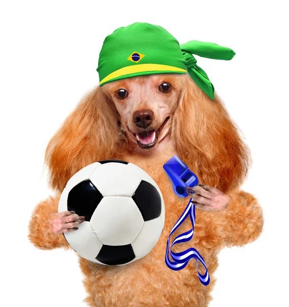 Собака гри у футбол — стокове фото
