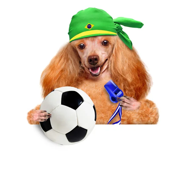 Hunden spelar fotboll — Stockfoto