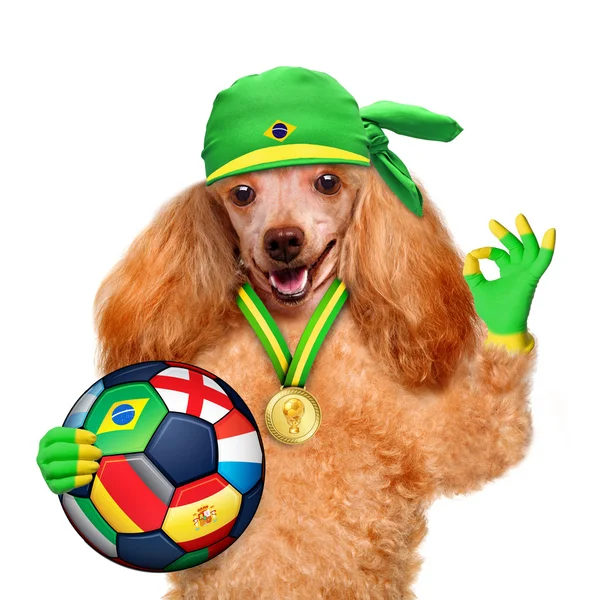 Dog playing football — Stock Photo, Image