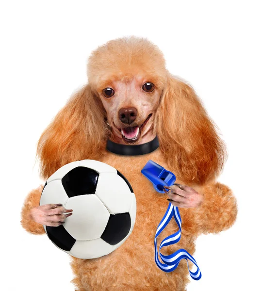 Cão com uma bola de futebol branco — Fotografia de Stock