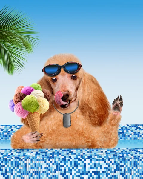 Hund i poolen — Stockfoto