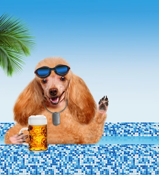 Hund i poolen — Stockfoto