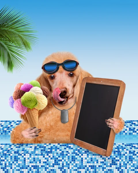 Hund i poolen — Stockfoto