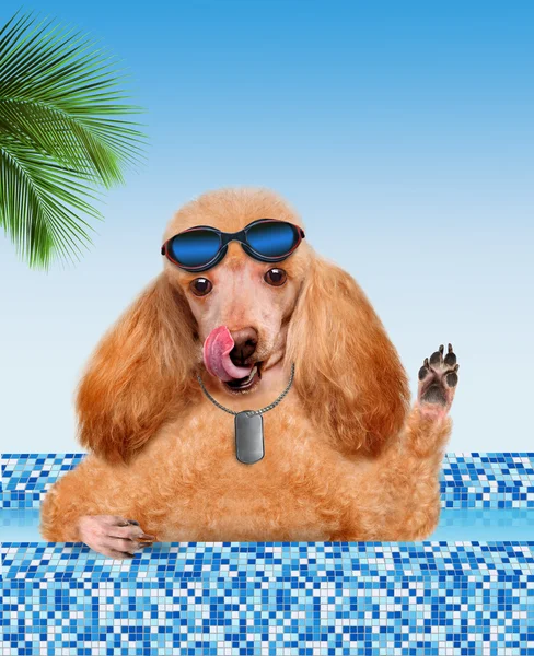 Hund i poolen. — Stockfoto