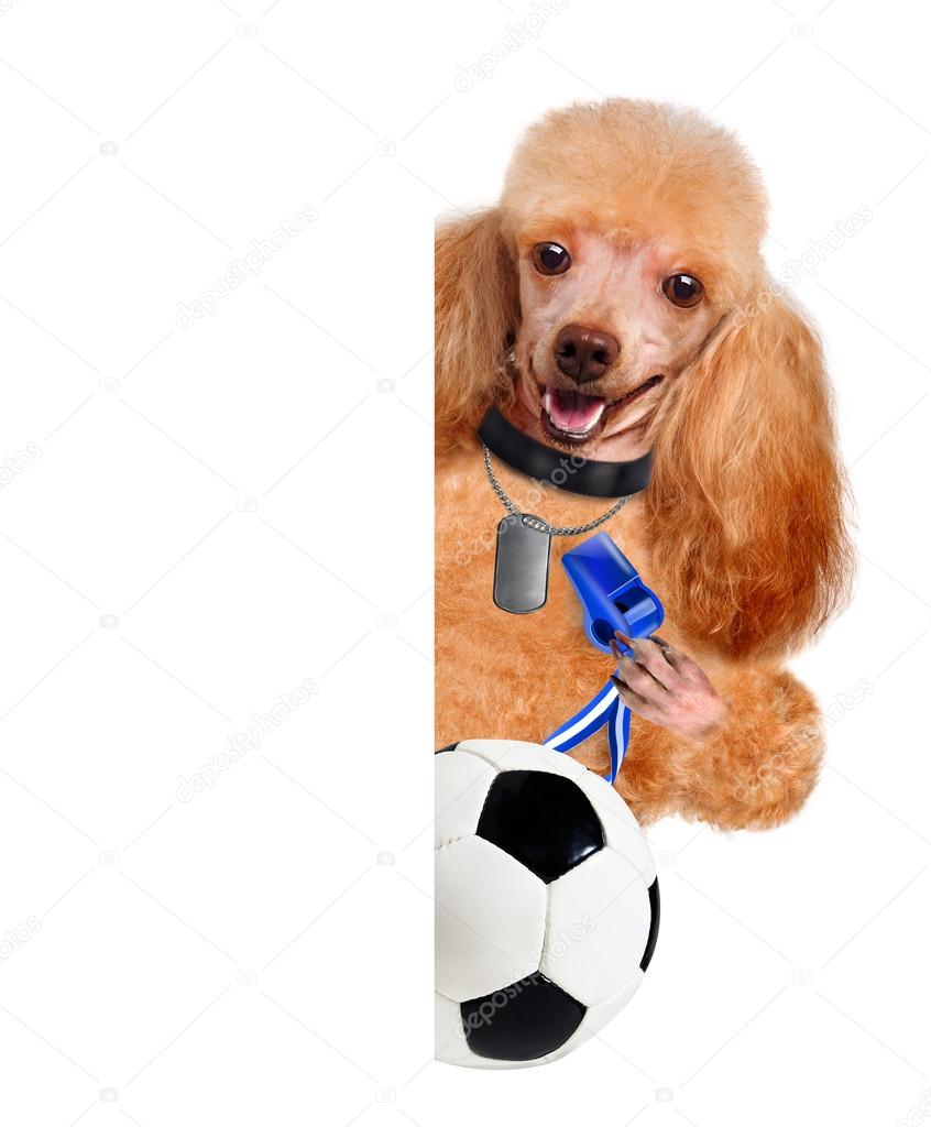 Dog with a white soccer ball