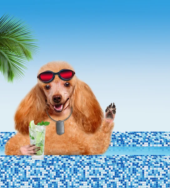 Dog in the pool. — Stock Photo, Image