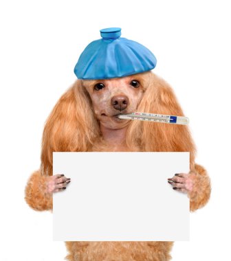 Hasta köpek..