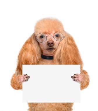 boş bir afiş tutarak köpek