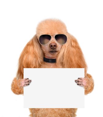 boş bir afiş tutarak köpek